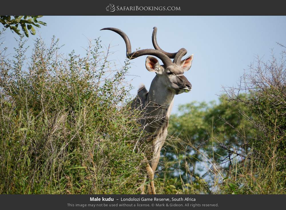 Male kudu in Londolozi Game Reserve, South Africa