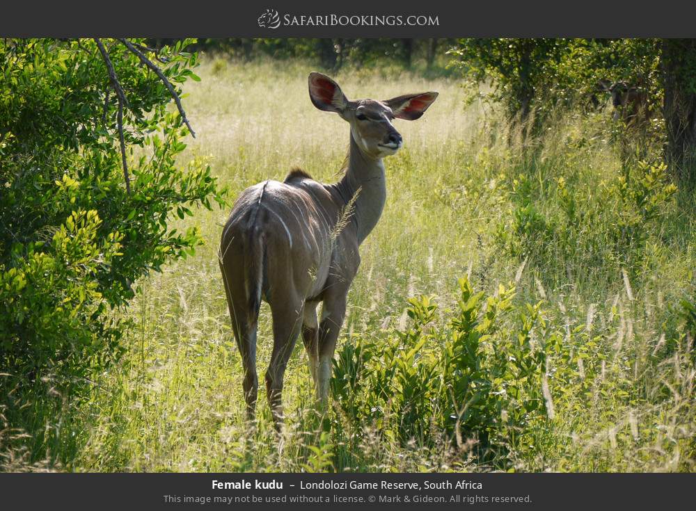 Female kudu in Londolozi Game Reserve, South Africa