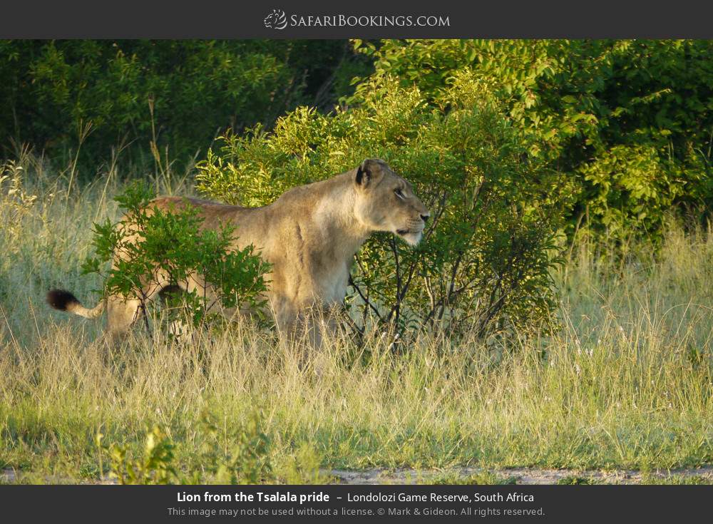Lion from the Tsalala pride in Londolozi Game Reserve, South Africa