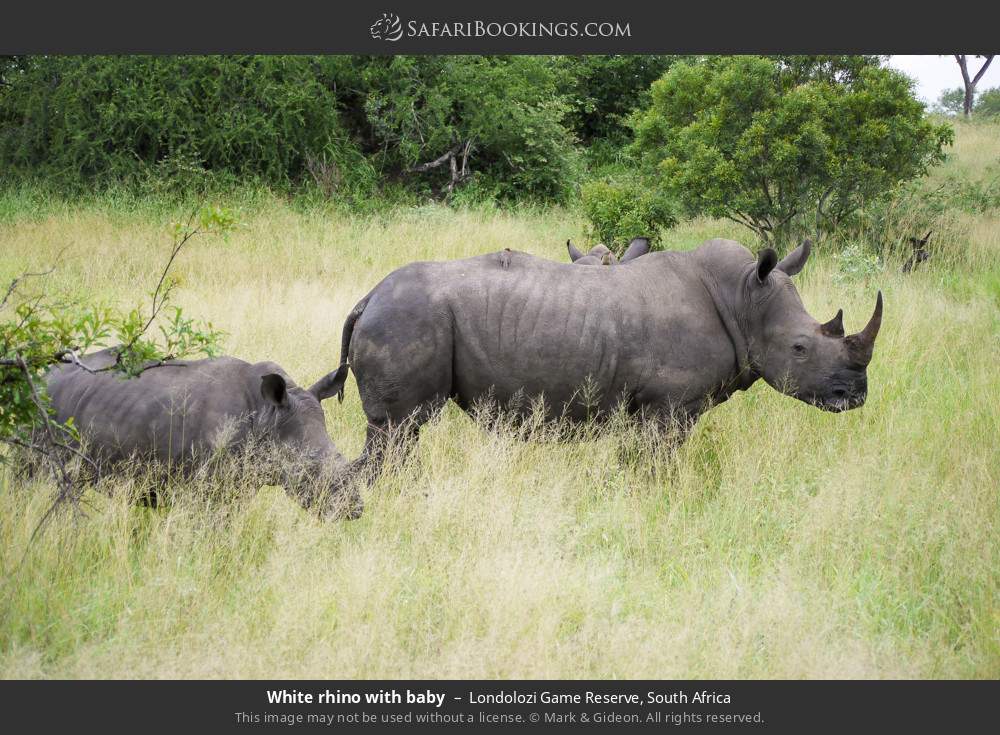 White rhino with baby in Londolozi Game Reserve, South Africa