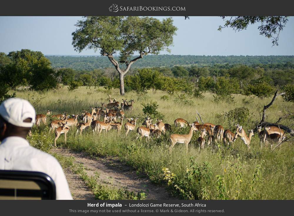 Herd of impala in Londolozi Game Reserve, South Africa