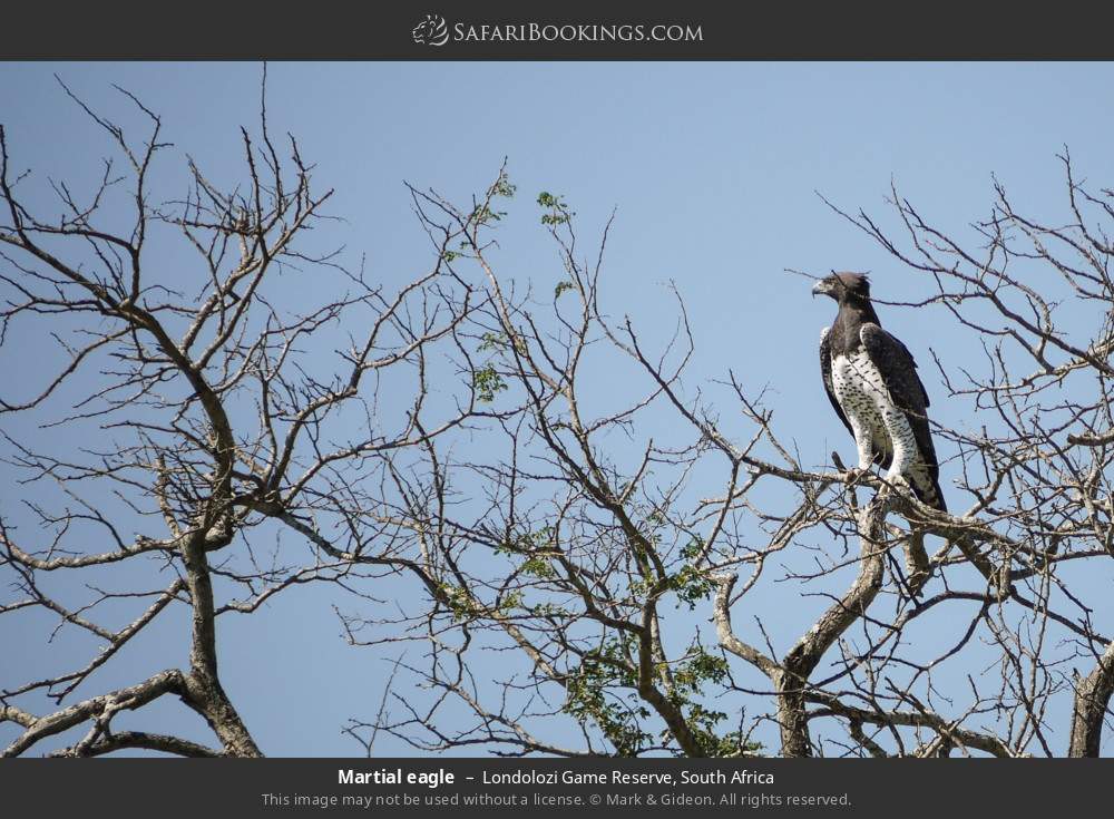 Martial eagle in Londolozi Game Reserve, South Africa