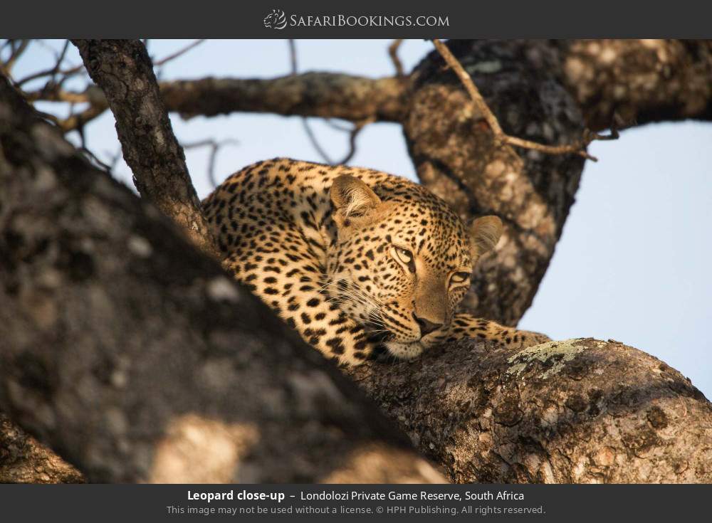 Leopard close-up in Londolozi Private Game Reserve, South Africa