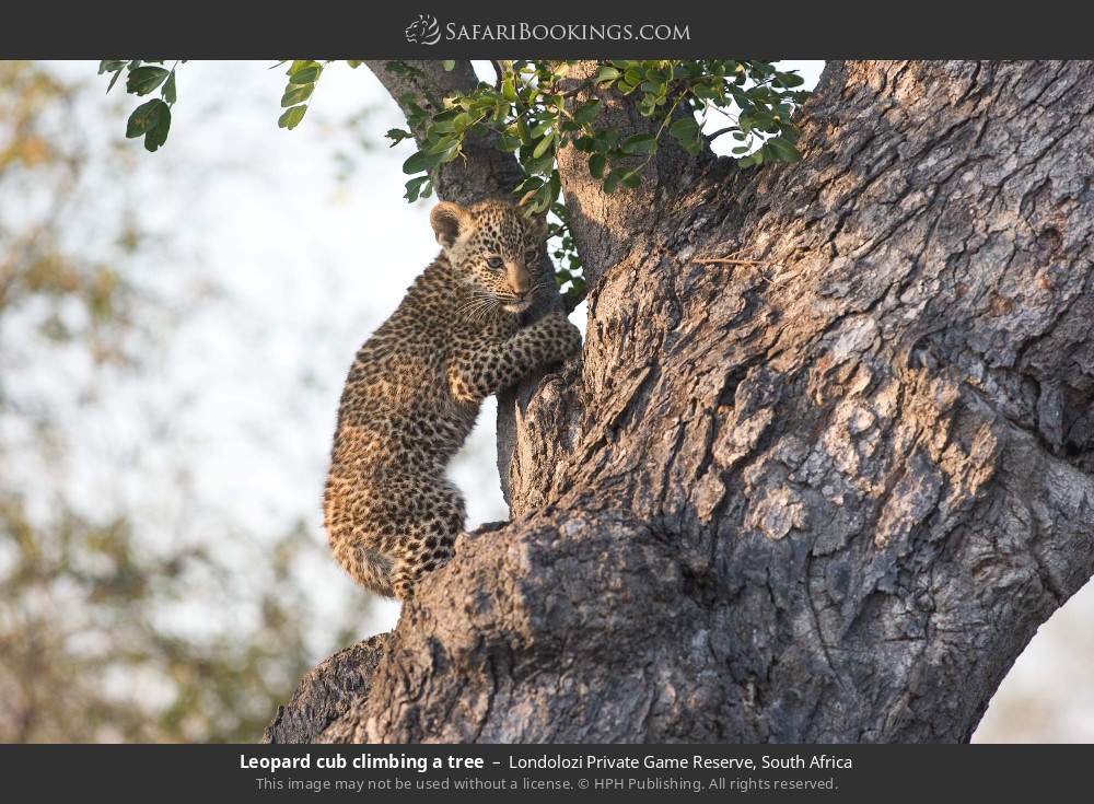 Leopard cub climbing a tree in Londolozi Private Game Reserve, South Africa