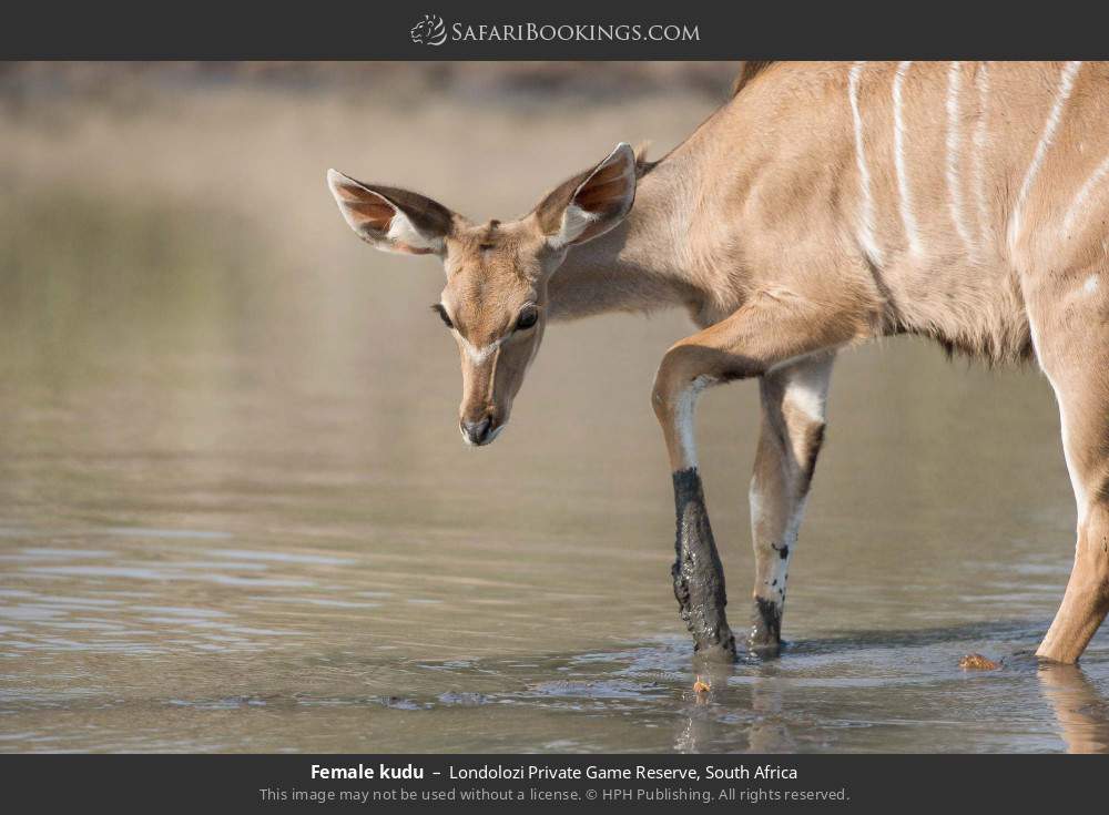 Female kudu in Londolozi Private Game Reserve, South Africa