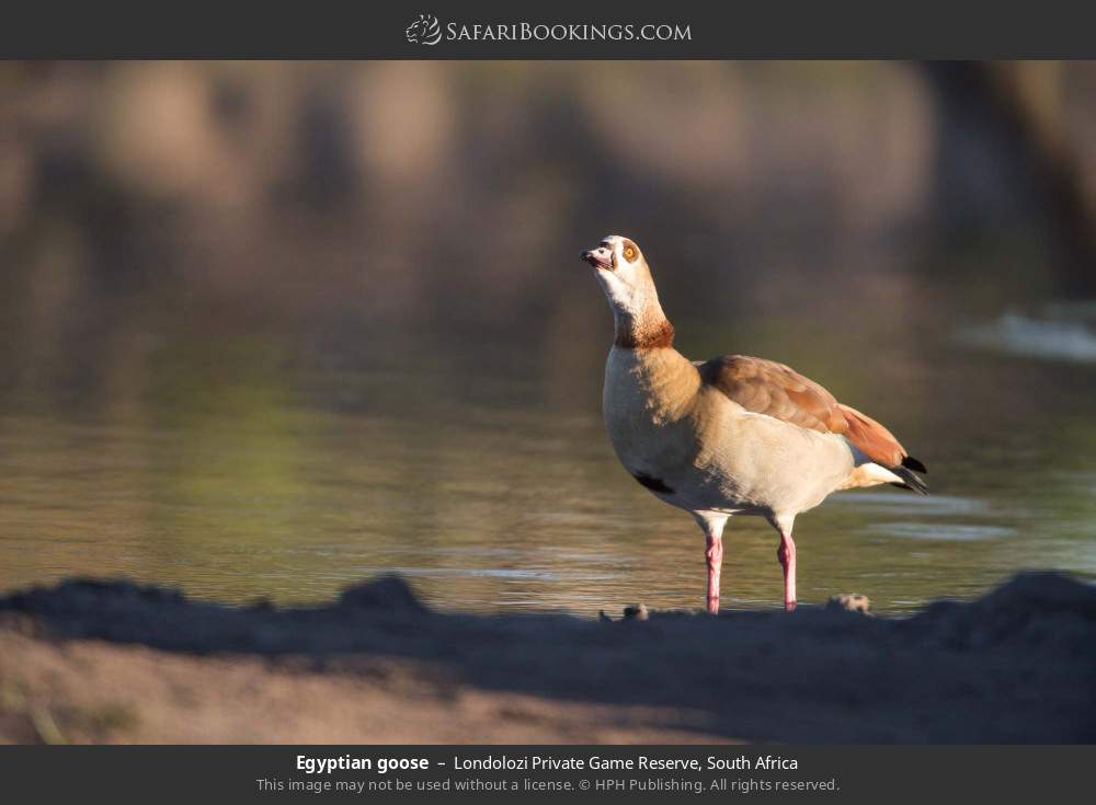 Egyptian goose in Londolozi Private Game Reserve, South Africa