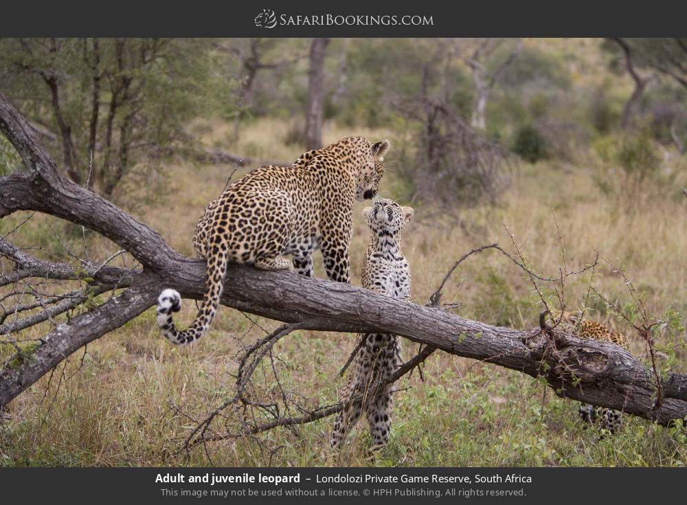 Adult and juvenile leopard in Londolozi Private Game Reserve, South Africa