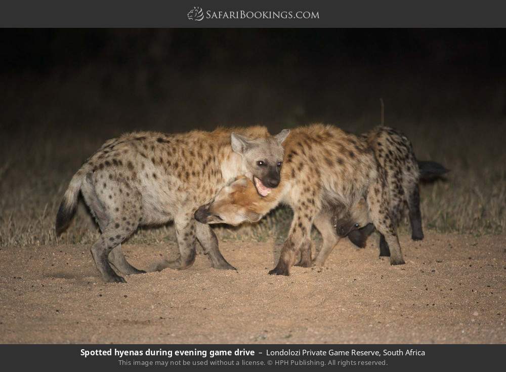 Spotted hyenas during evening game drive in Londolozi Private Game Reserve, South Africa