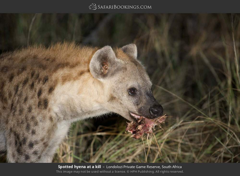 Spotted hyena at a kill in Londolozi Private Game Reserve, South Africa