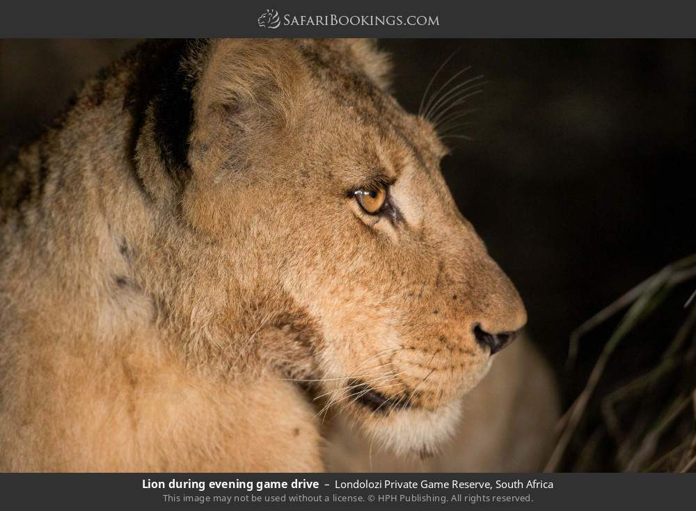Lion during evening game drive in Londolozi Private Game Reserve, South Africa
