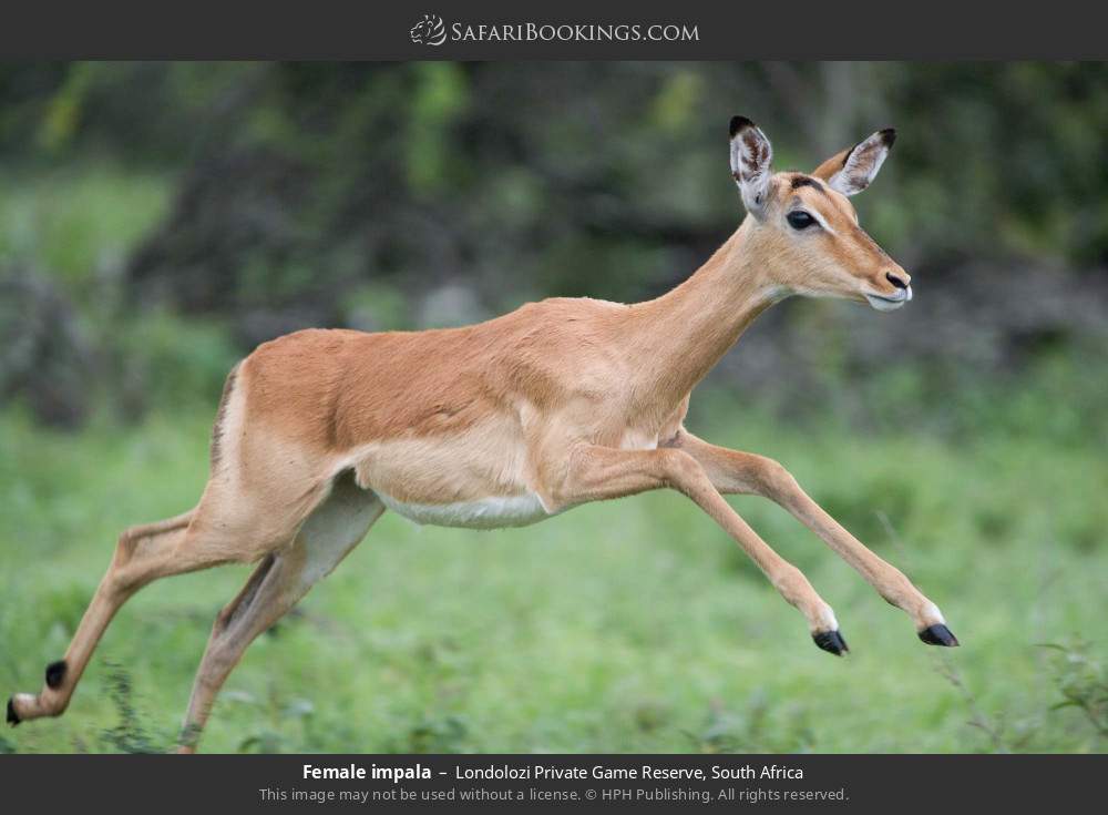 Female impala in Londolozi Private Game Reserve, South Africa