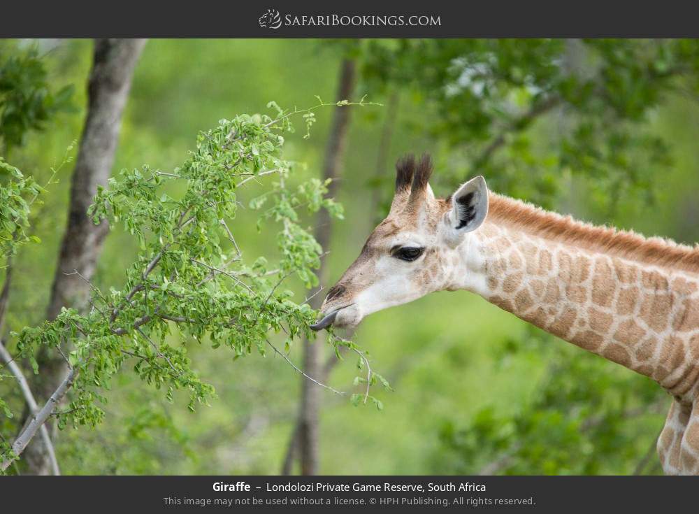 Giraffe in Londolozi Private Game Reserve, South Africa