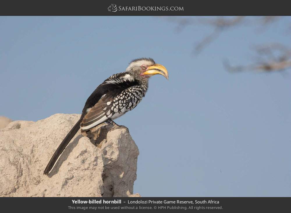 Yellow-billed hornbill in Londolozi Private Game Reserve, South Africa
