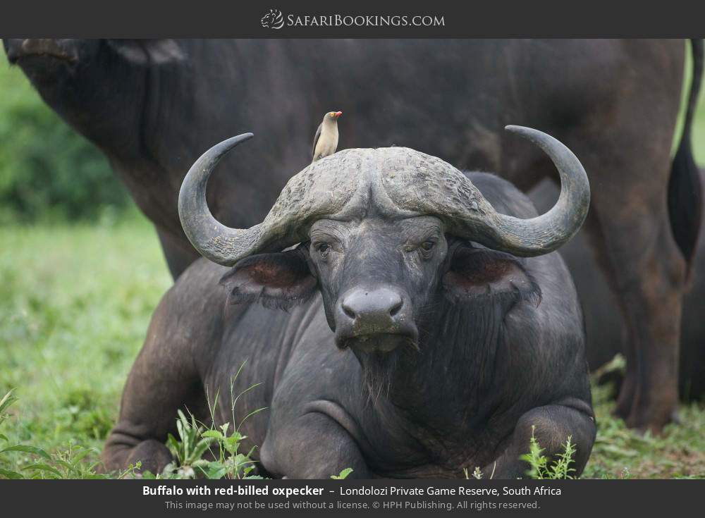 Buffalo with red-billed oxpecker in Londolozi Private Game Reserve, South Africa