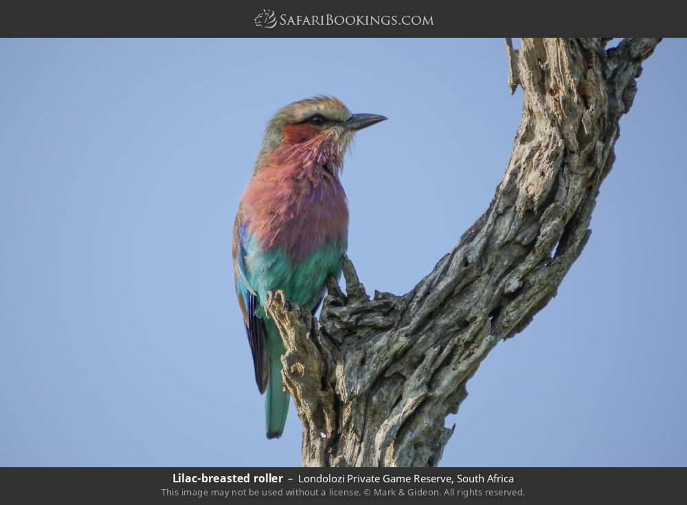 Lilac-breasted roller in Londolozi Private Game Reserve, South Africa