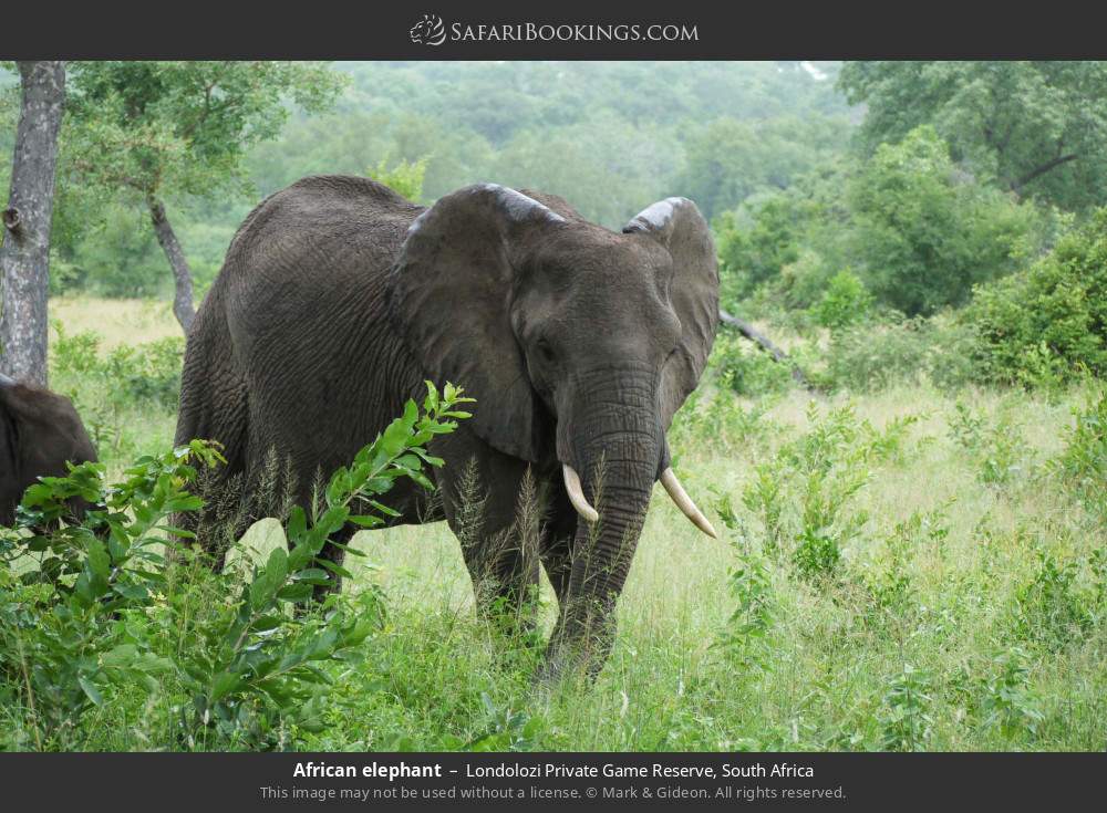African elephant in Londolozi Private Game Reserve, South Africa
