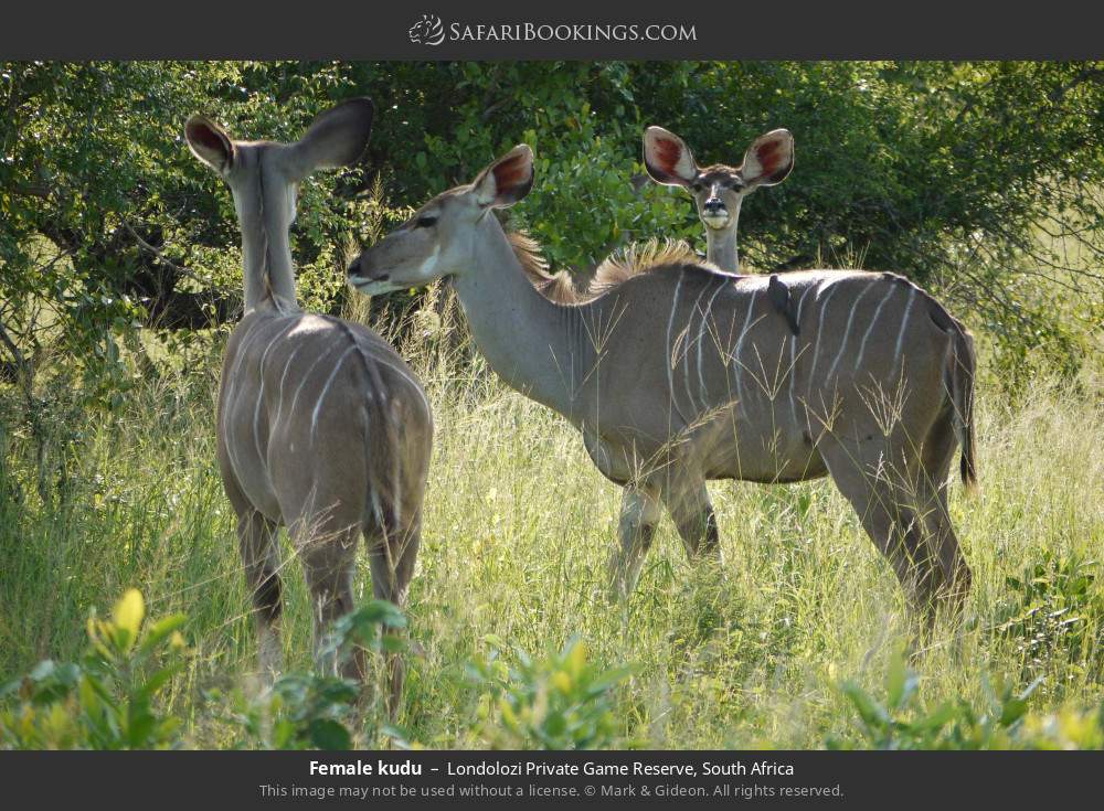 Female kudu in Londolozi Private Game Reserve, South Africa
