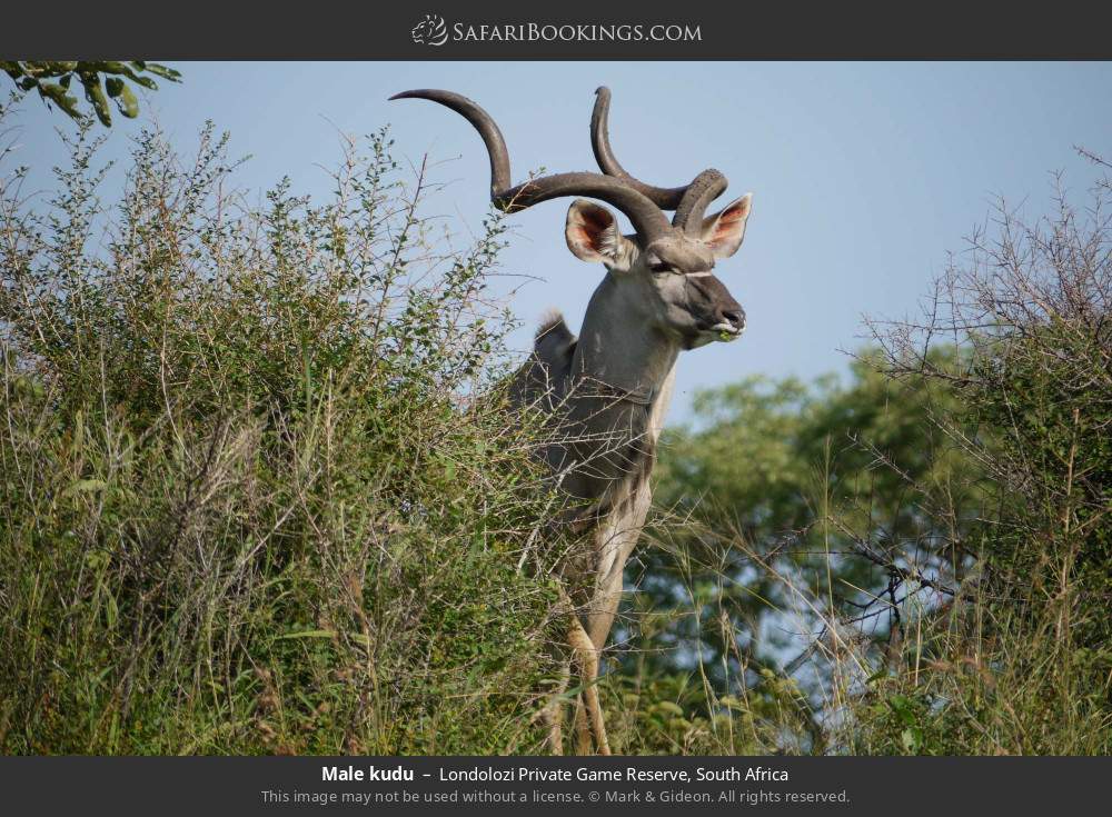 Male kudu in Londolozi Private Game Reserve, South Africa