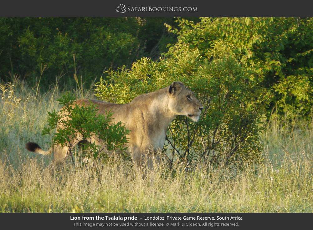 Lion from the Tsalala pride in Londolozi Private Game Reserve, South Africa