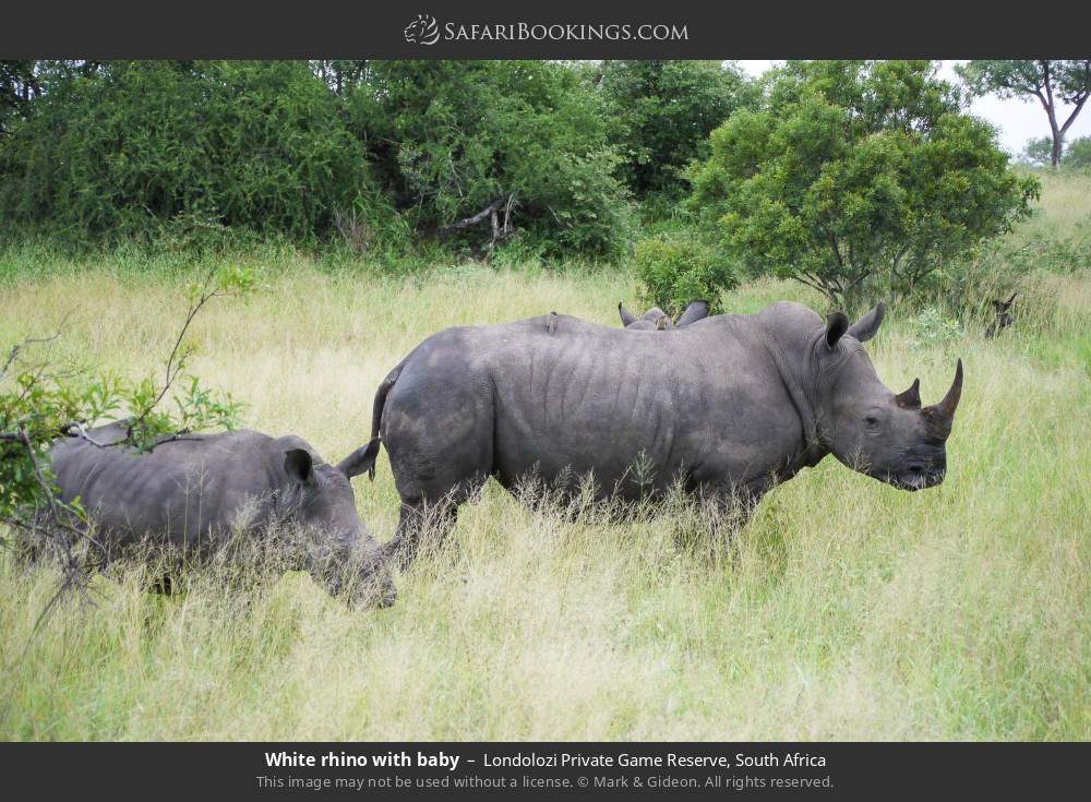 White rhino with baby in Londolozi Private Game Reserve, South Africa