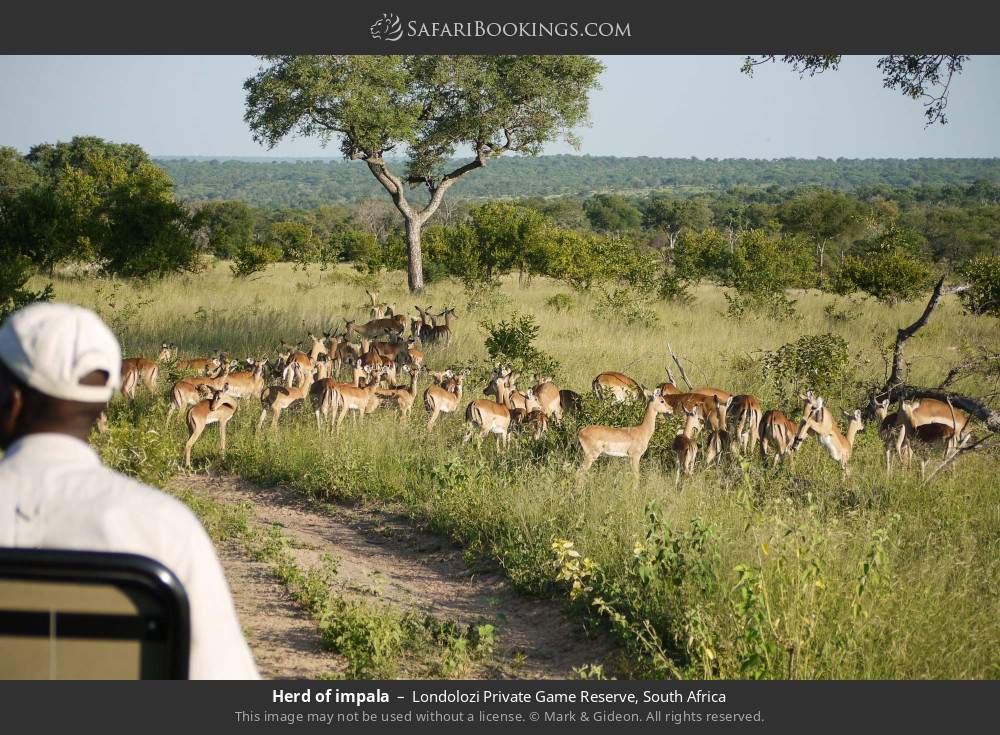 Herd of impala in Londolozi Private Game Reserve, South Africa