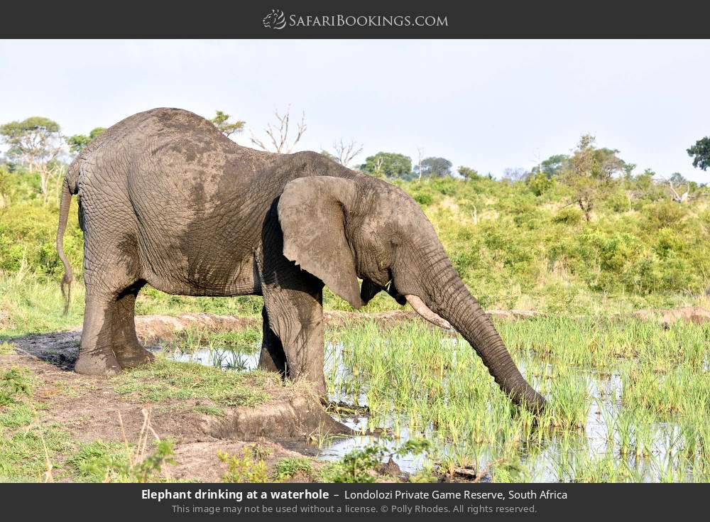Elephant drinking at a waterhole in Londolozi Private Game Reserve, South Africa