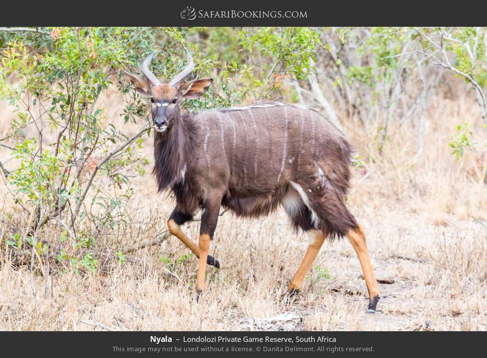 Nyala in Londolozi Private Game Reserve, South Africa