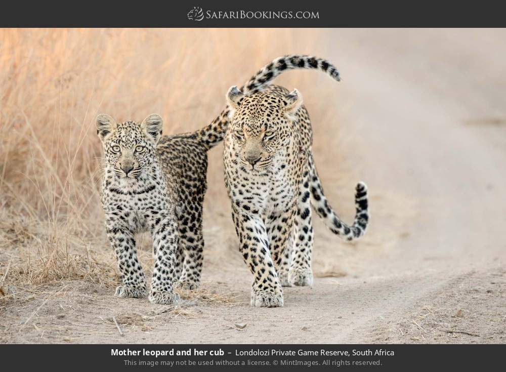 Mother leopard and her cub in Londolozi Private Game Reserve, South Africa