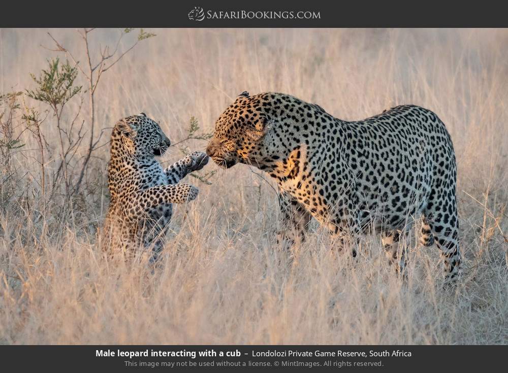 Male leopard interacting with a cub in Londolozi Private Game Reserve, South Africa