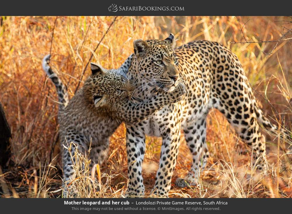 Mother leopard and her cub in Londolozi Private Game Reserve, South Africa