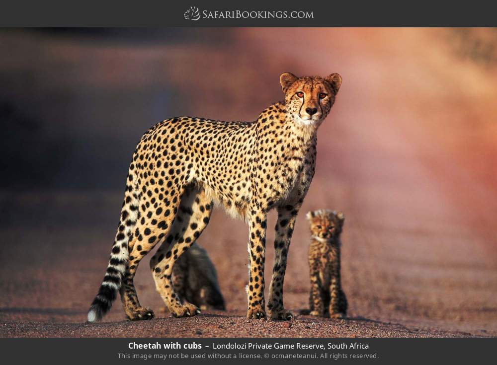Cheetah with cubs in Londolozi Private Game Reserve, South Africa