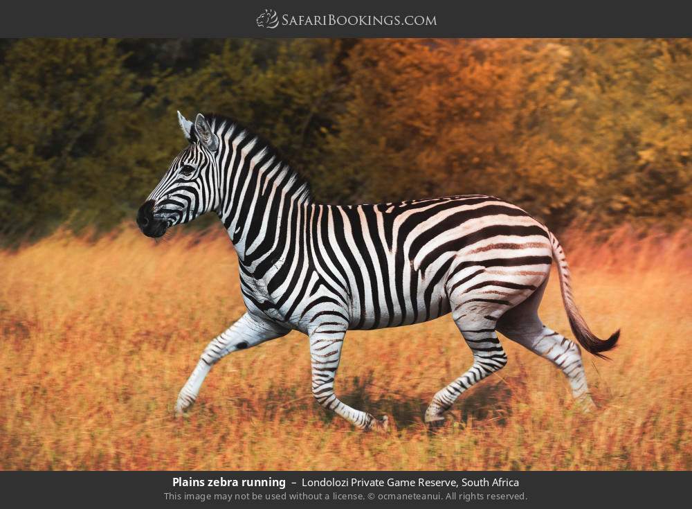 Plains zebra running in Londolozi Private Game Reserve, South Africa