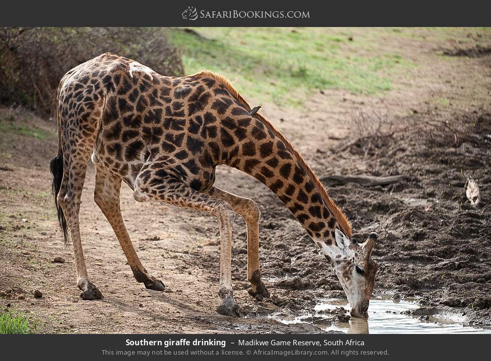Southern giraffe drinking in Madikwe Game Reserve, South Africa