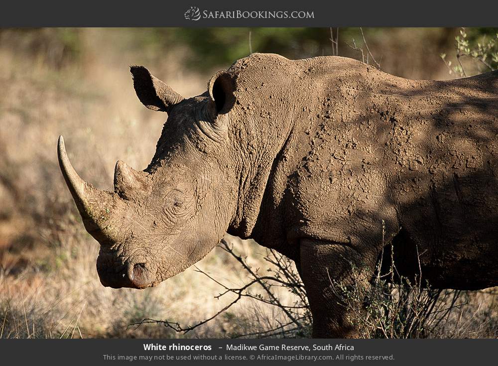 White rhinoceros  in Madikwe Game Reserve, South Africa