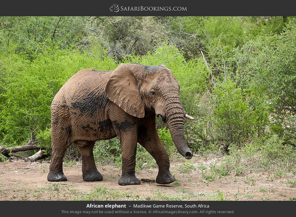 African elephant in Madikwe Game Reserve, South Africa