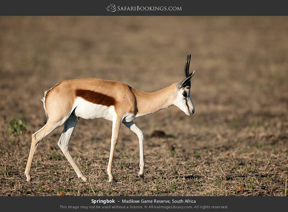 Springbok in Madikwe Game Reserve, South Africa