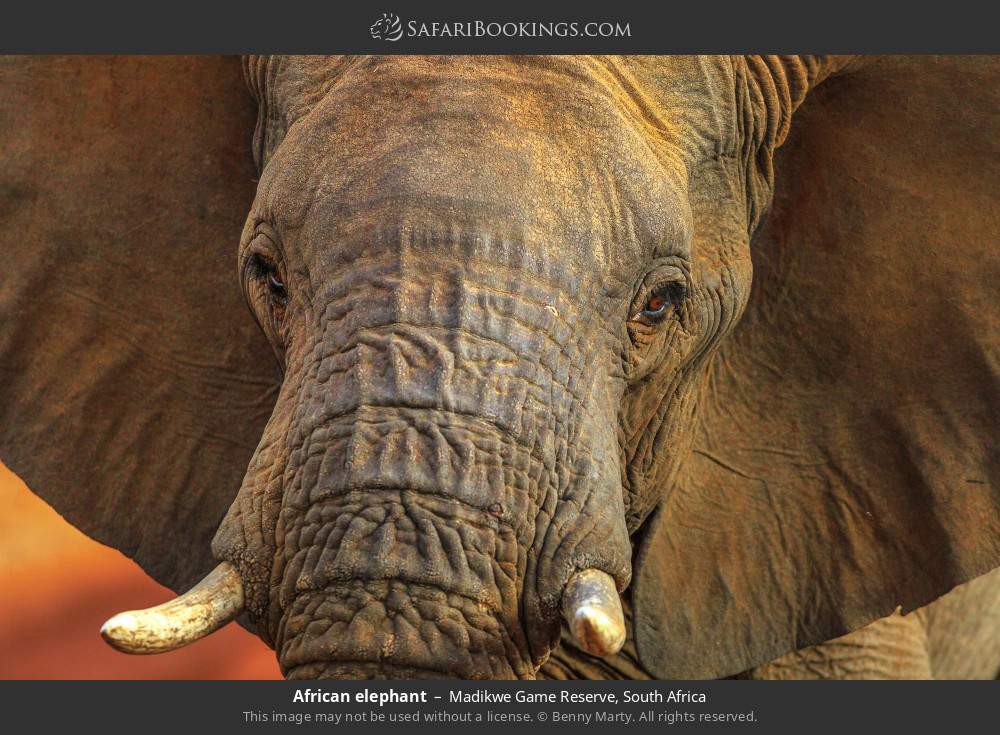 African elephant in Madikwe Game Reserve, South Africa