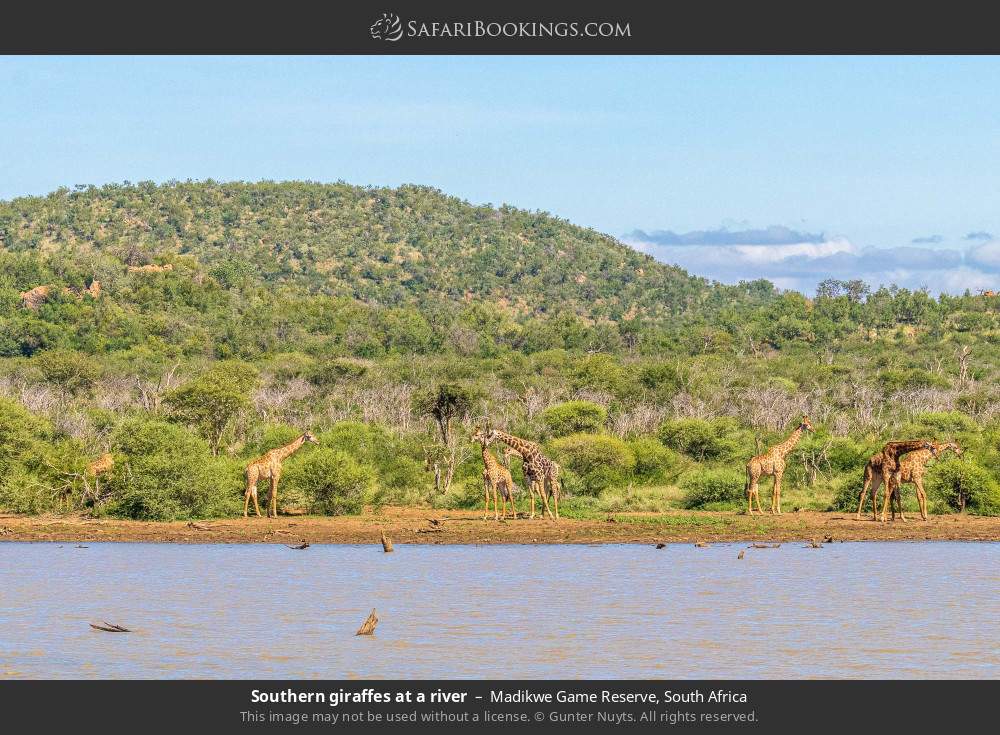 Southern giraffes at a river in Madikwe Game Reserve, South Africa