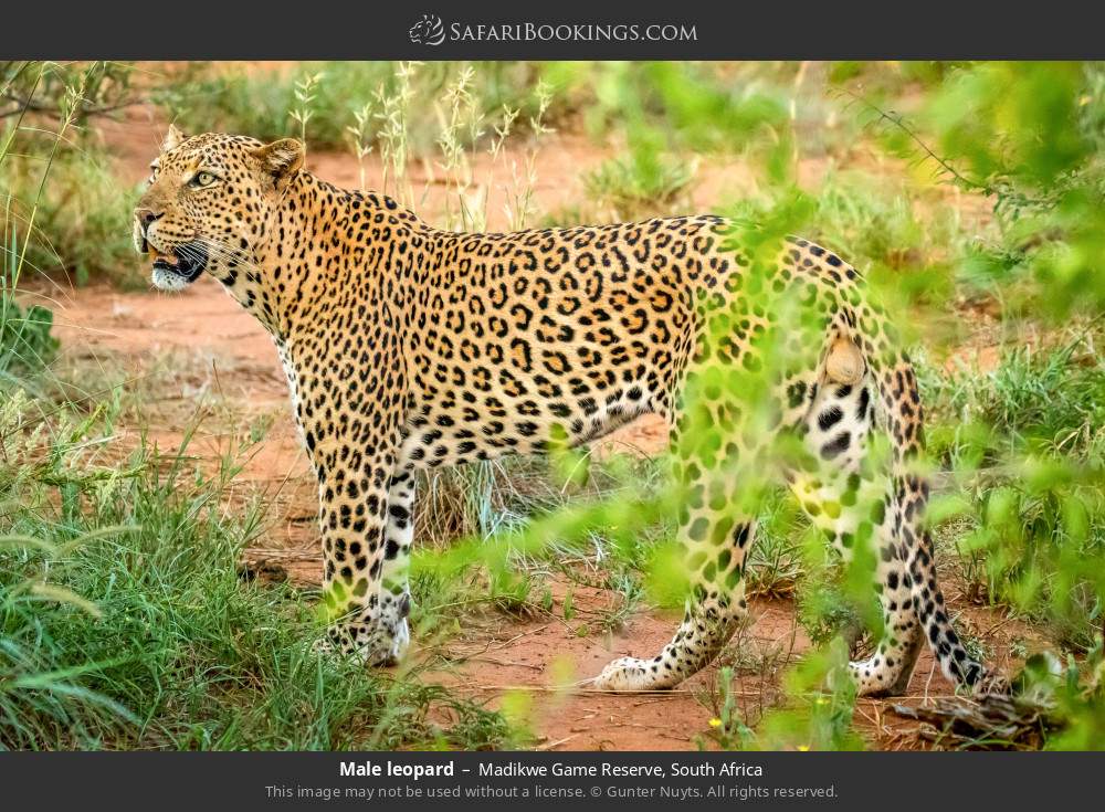Male leopard in Madikwe Game Reserve, South Africa