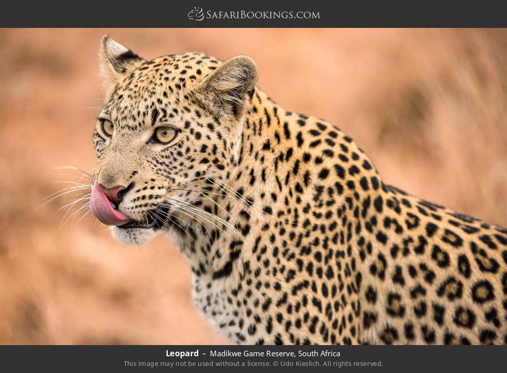 Leopard in Madikwe Game Reserve, South Africa