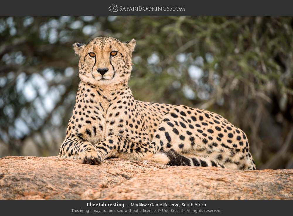 Cheetah resting in Madikwe Game Reserve, South Africa