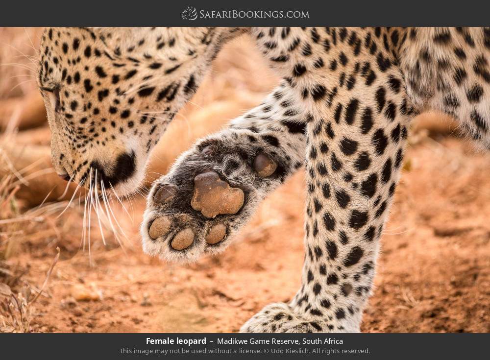 Female leopard in Madikwe Game Reserve, South Africa