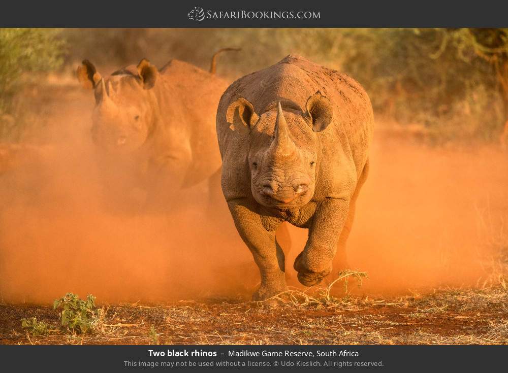 Two black rhinos in Madikwe Game Reserve, South Africa