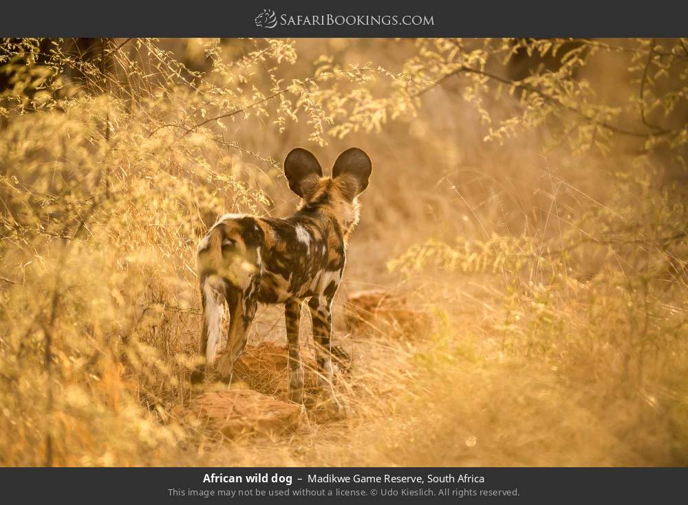 African wild dog in Madikwe Game Reserve, South Africa