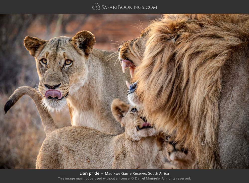 Lion pride in Madikwe Game Reserve, South Africa
