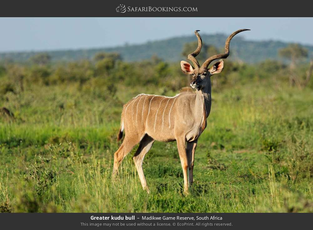 Greater kudu bull in Madikwe Game Reserve, South Africa