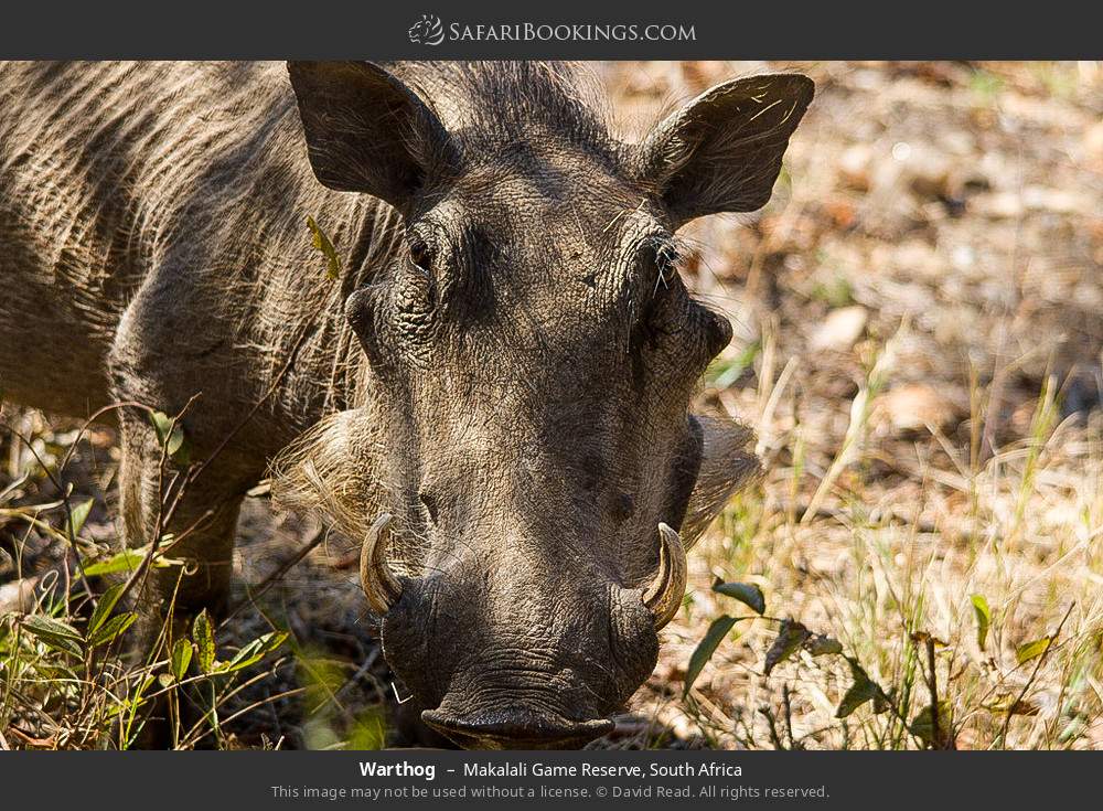 Warthog in Makalali Game Reserve, South Africa