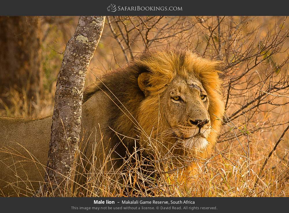 Male lion in Makalali Game Reserve, South Africa