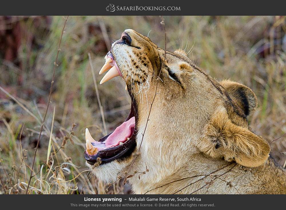 Lioness yawning in Makalali Game Reserve, South Africa