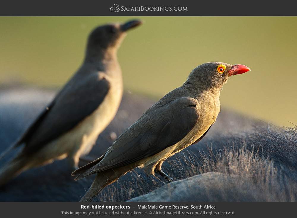 Red-billed oxpeckers in MalaMala Game Reserve, South Africa